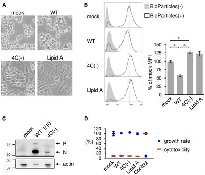 SeV C Protein Plays a Role in Restricting Macrophage Phagocytosis by Limiting the Generation of Intracellular Double-Stranded RNA